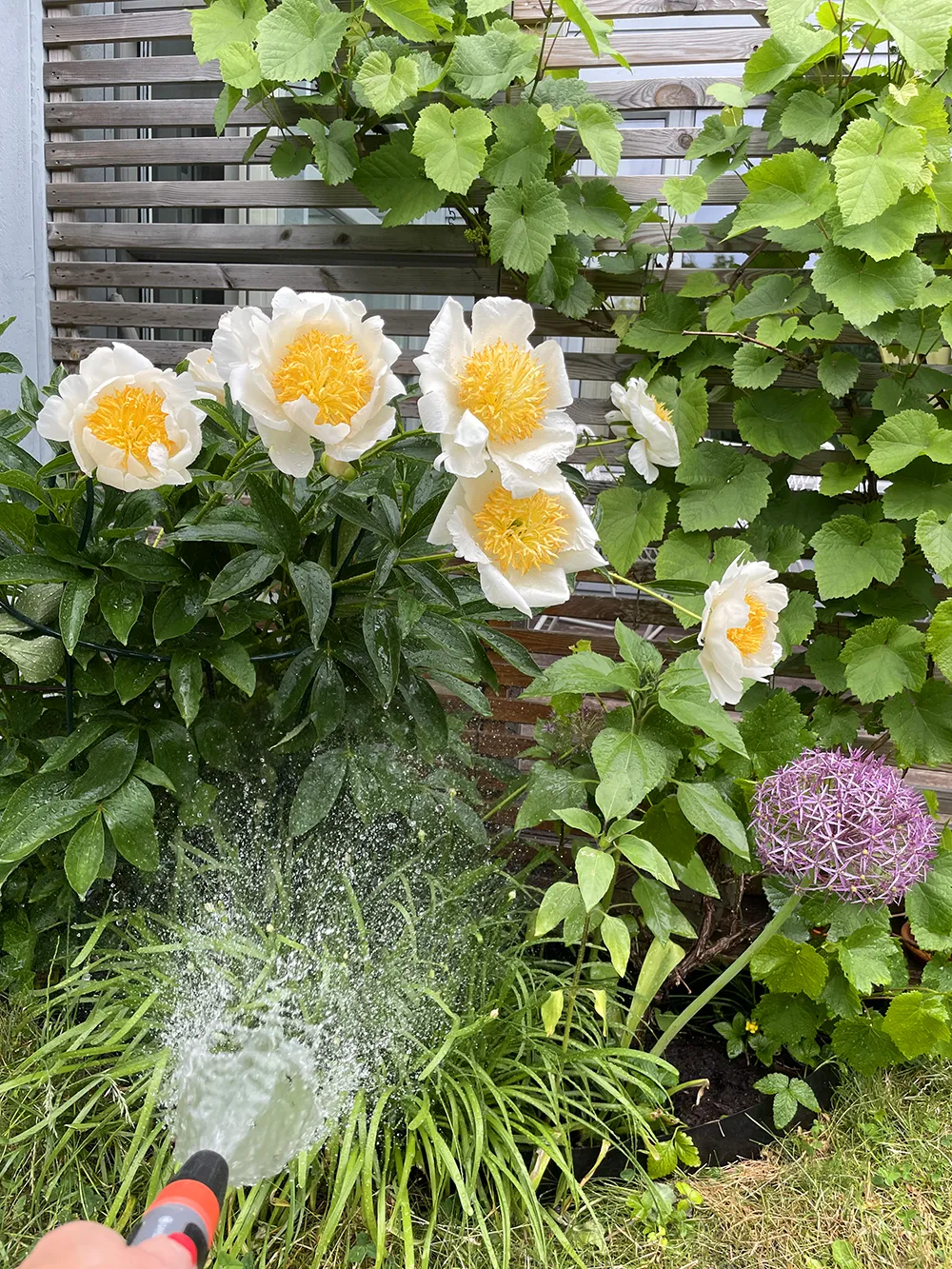 bevattning av blommor i trädgård