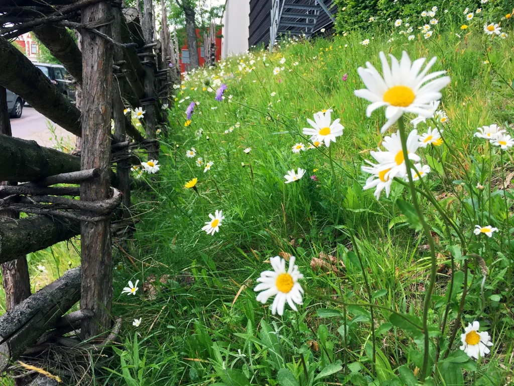 Surrande sommaräng ACT